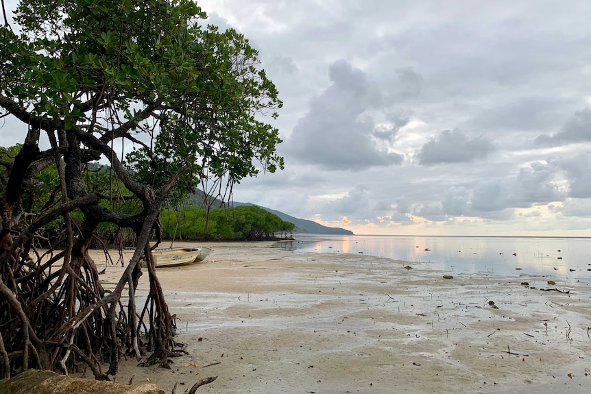 The sun rising over the ocean a mangrove tree in the foreground