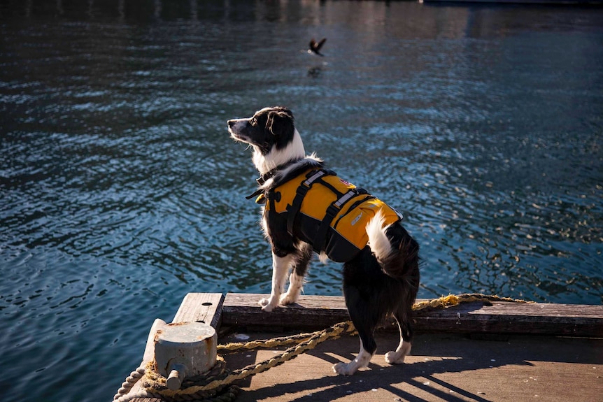 Bailey the dog, employee the Australian National Maritime Museum