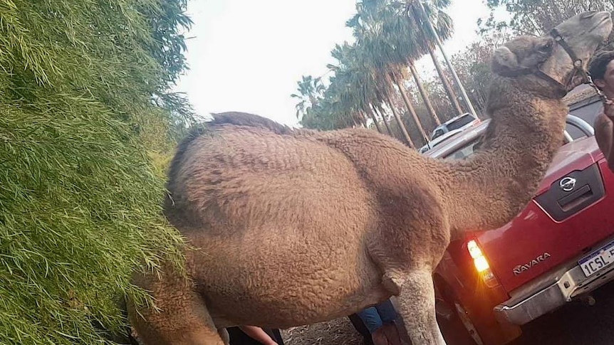 A camel next to a main road being held by its bridle.