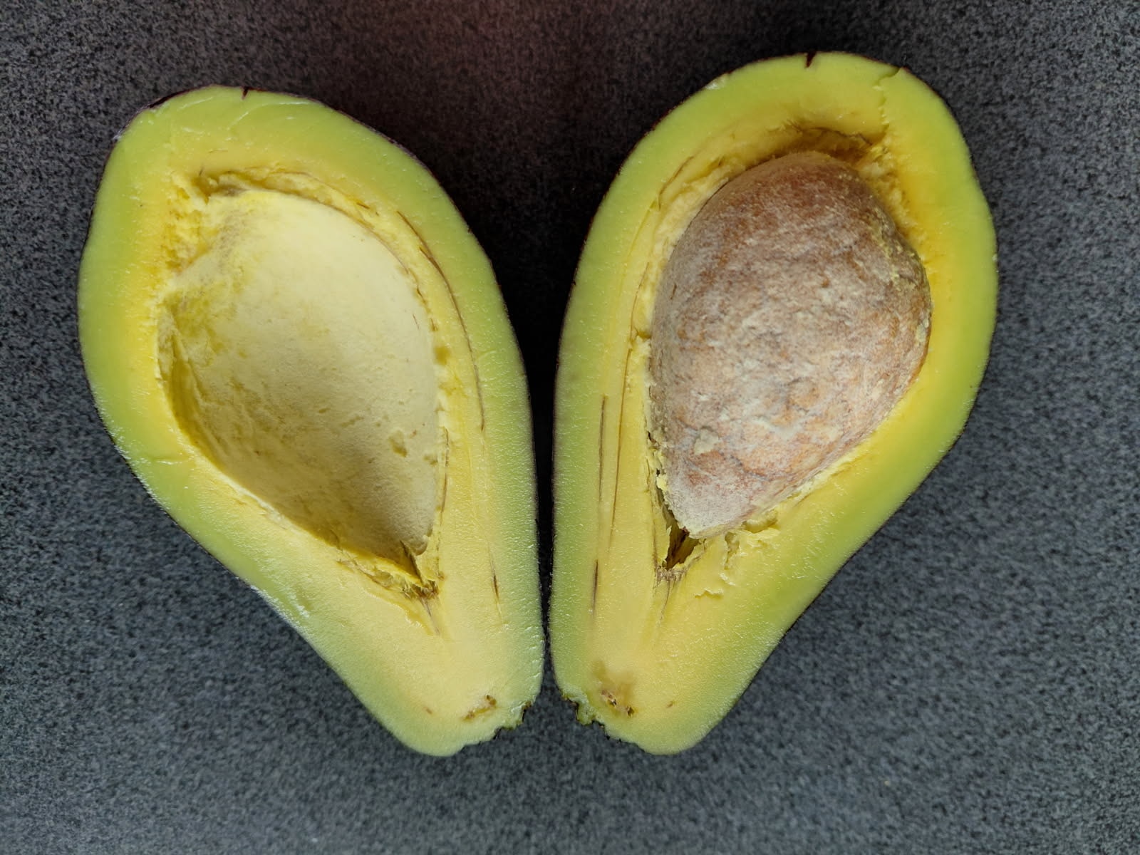 NT avocado farm getting closer to reality