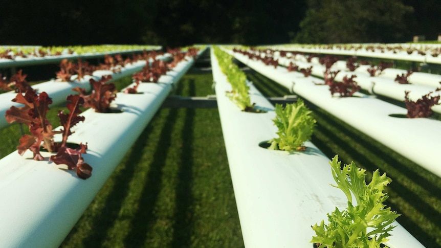 Hydroponic lettuce grows in white "tables"