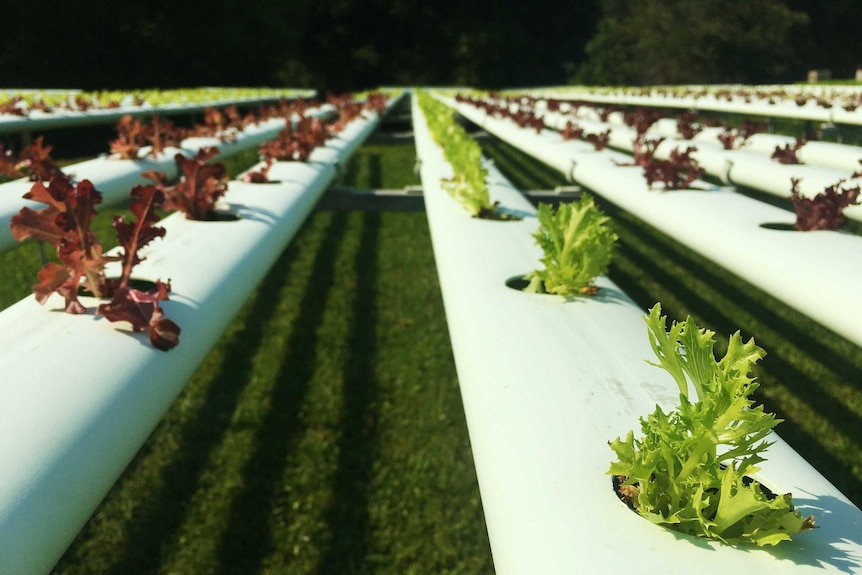 Hydroponic lettuce grows in white "tables"