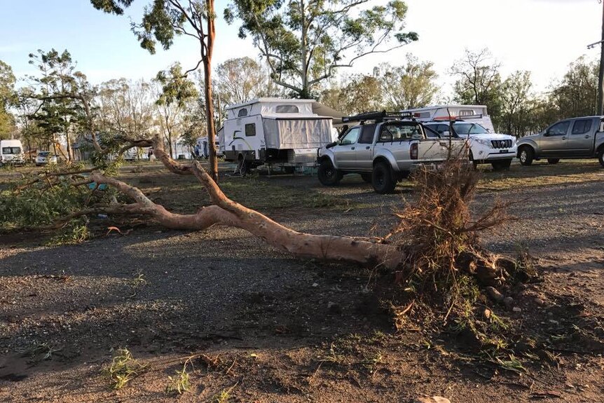 No one was hurt when a gum tree came down at a camp ground in Kilcoy