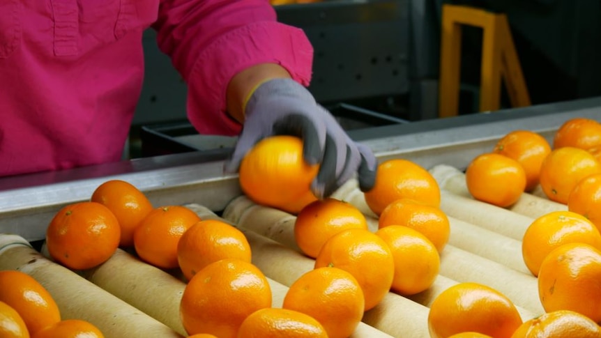A woman sorts through a conveyor belt with dozens of mandarins on it.