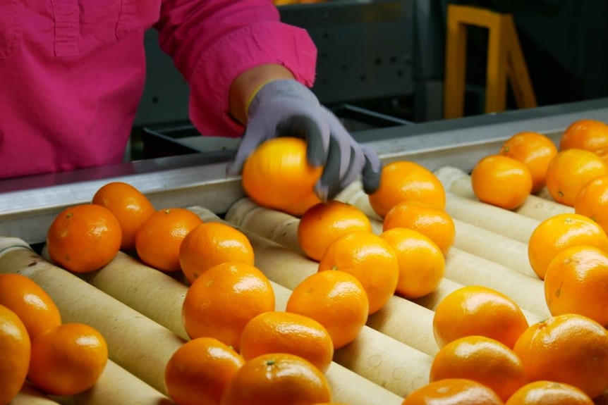 A woman sorts through a conveyor belt with dozens of mandarins on it.