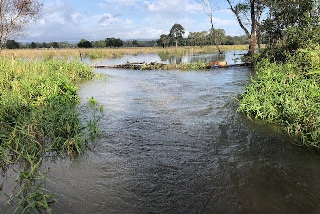 A small river of water among grass.