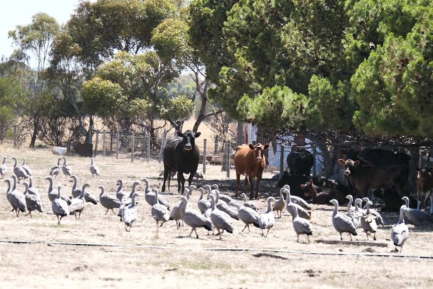 Flock of geese on the ground moving left with cows un trees in back ground looking at camera