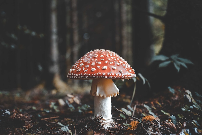 A close up of a white stemmed, white capped toadstool covered in white spots with a shadowy