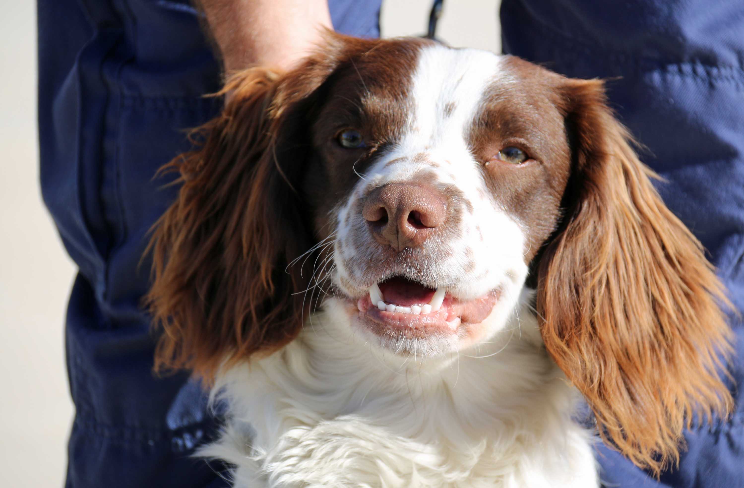 Science Of Sniffer Dogs: Meet The Canines That Can Smell Two-year-old ...