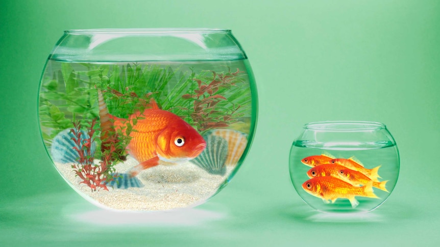 Goldfish in contrasting goldfish bowls symbolising inequality