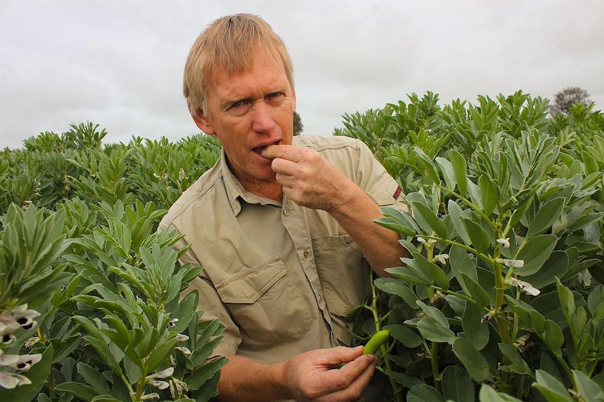 Geoff Rethus in a faba bean crop on his farm at Horsham.