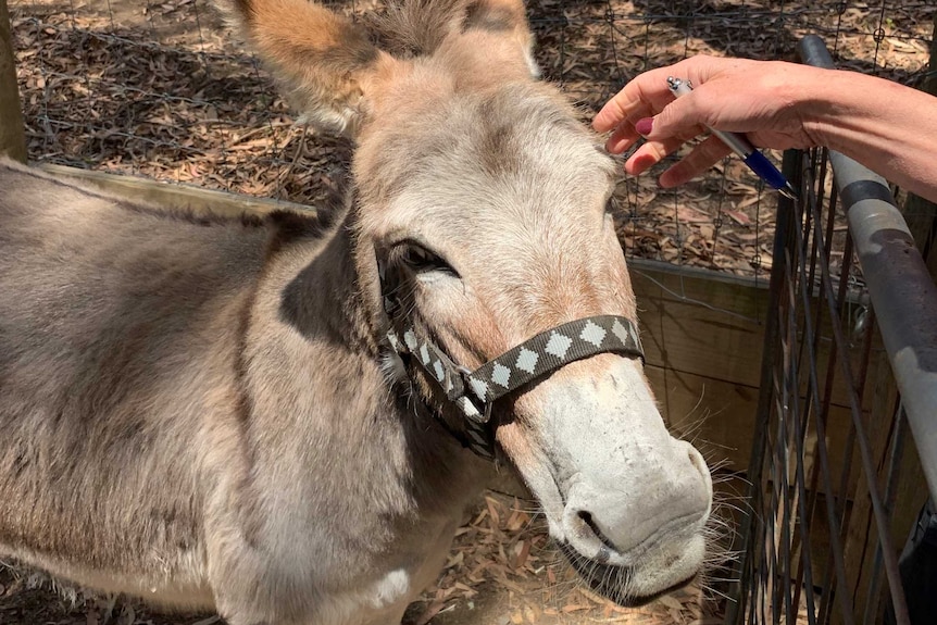 A donkey stands in its enclosure on an Adelaide Hills property