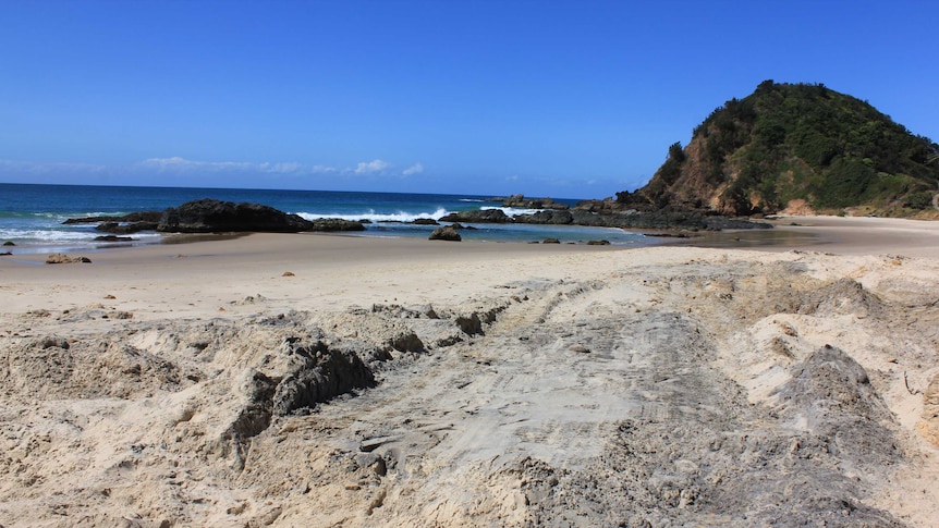 Nobbys Beach where the whale carcass has been buried