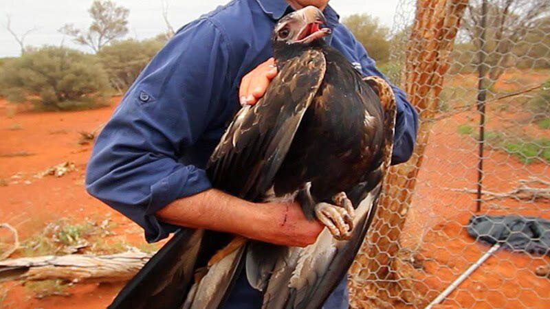 Wedge-tailed eagle Wallu is restrained during the researcg.