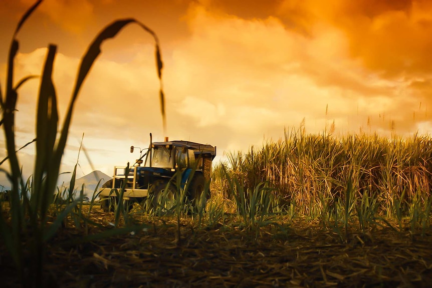 A tractor is parked amongst cane.