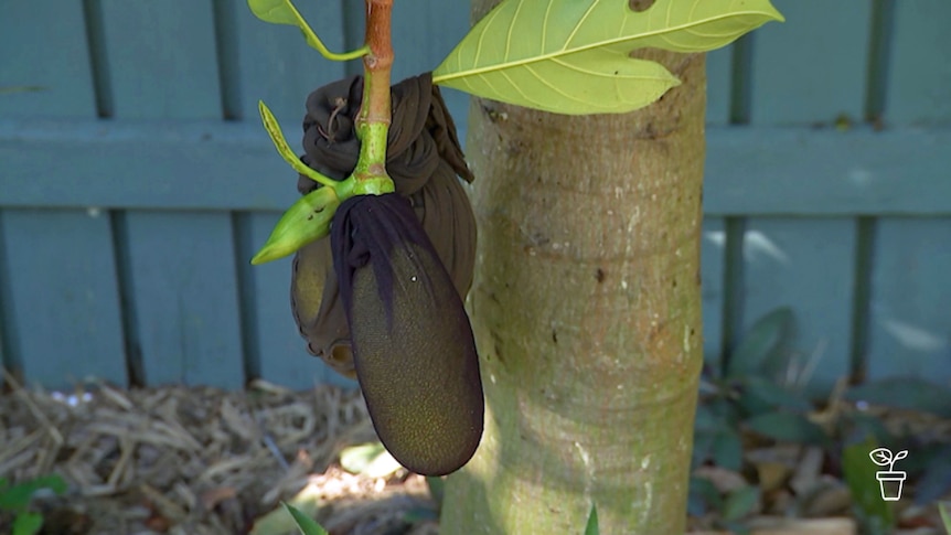 Fruit growing on tree covered by black pantyhose