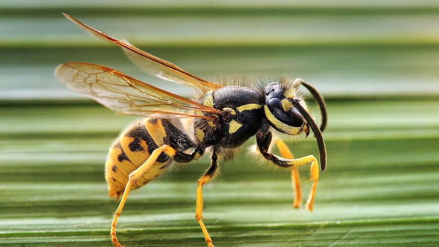 European wasp