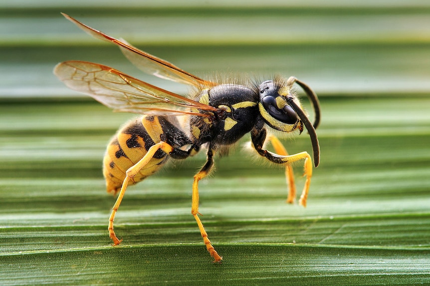 European wasp