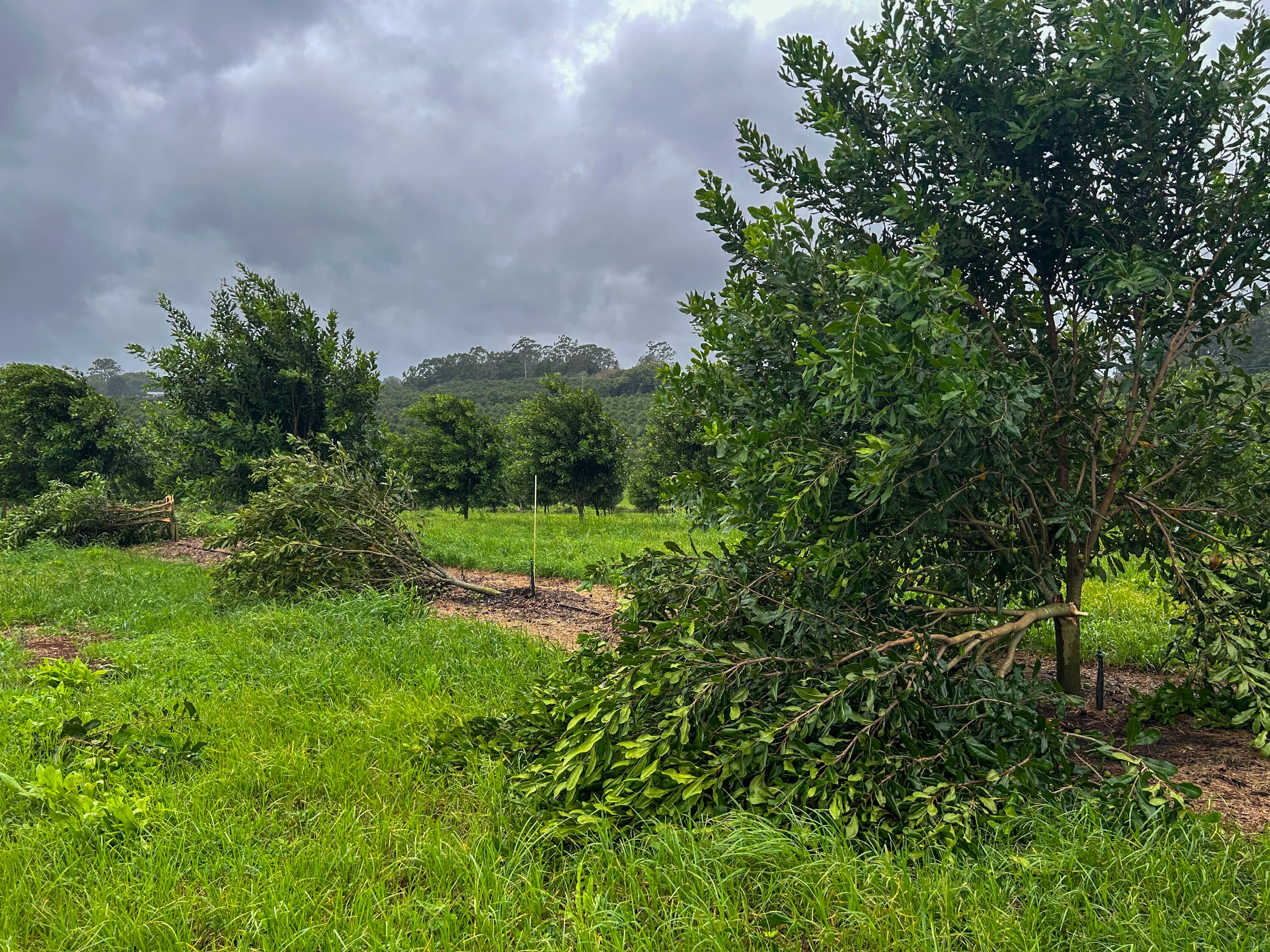 Macadamia trees in an orchard split with branches hanging over.