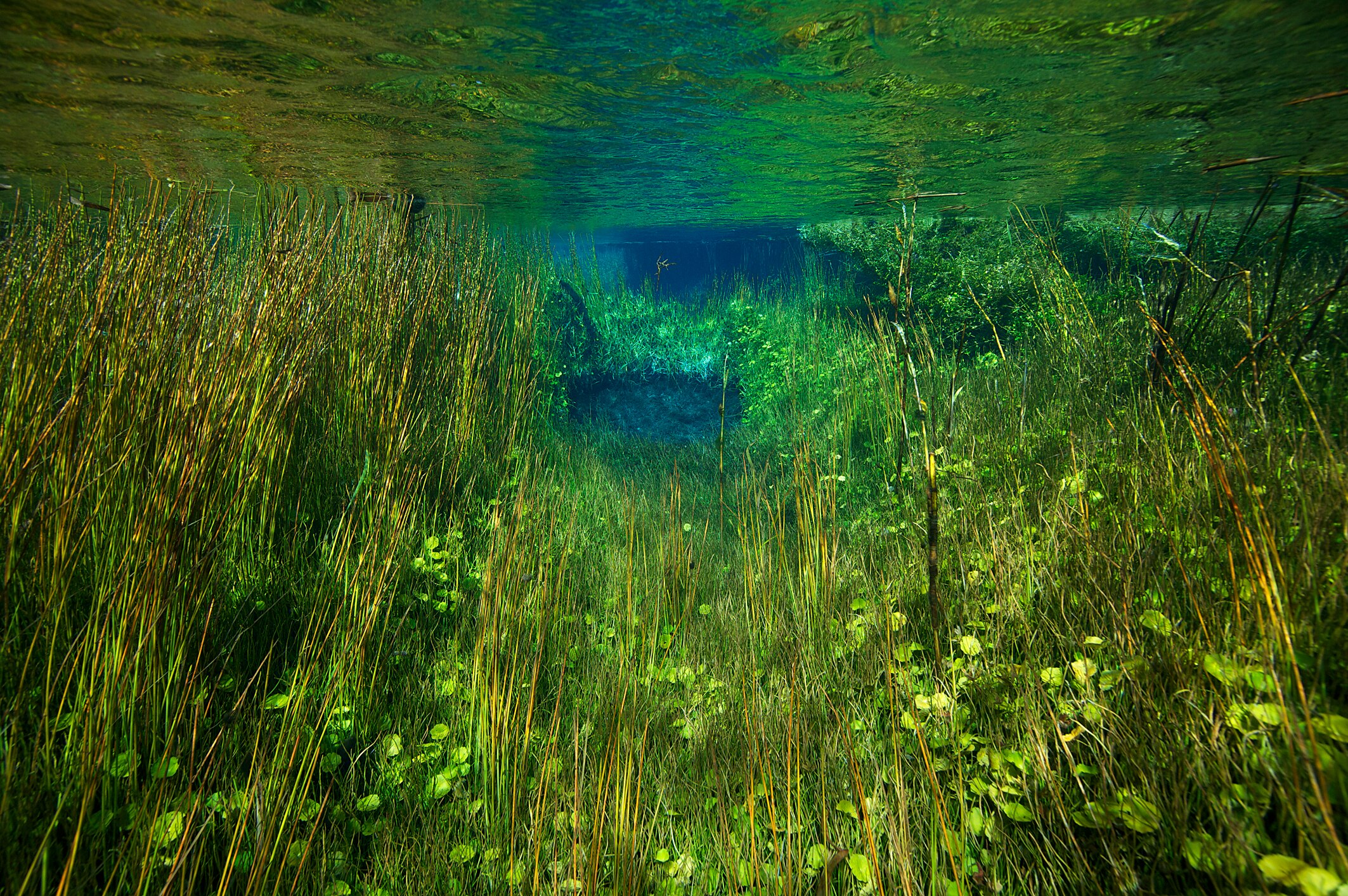 Cây xanh dưới nước trong ánh sáng âm u màu xanh lá cây.