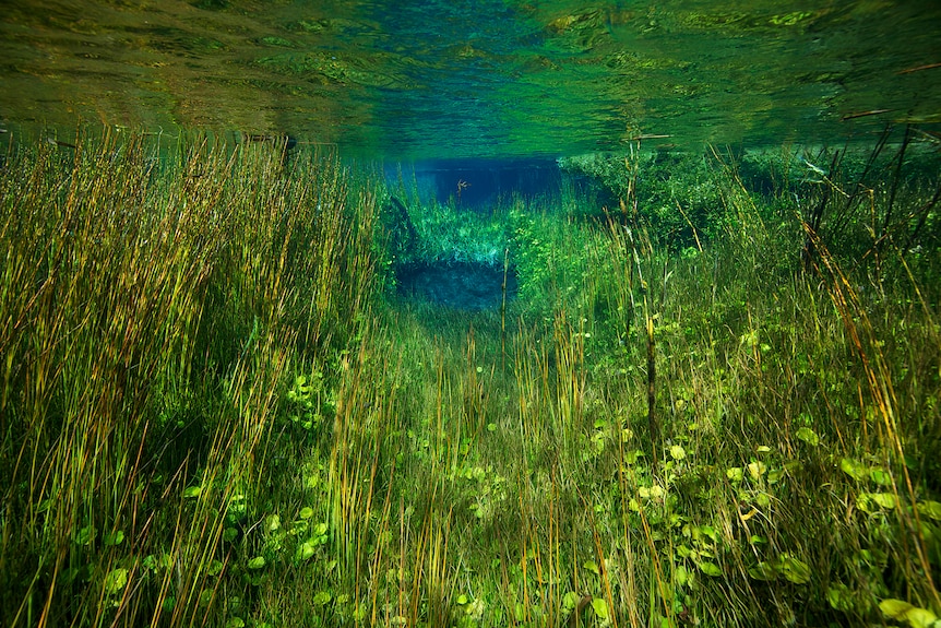 Underwater green plants in green murky light.