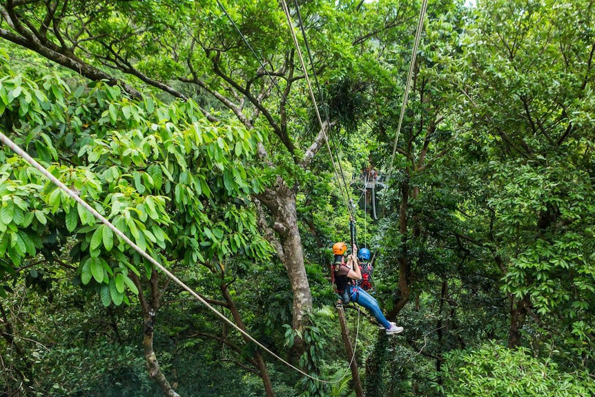 Two people on a zipline in the Daintree rainforest at Cape Tribulation in Far North Queensland on March 23, 2019.