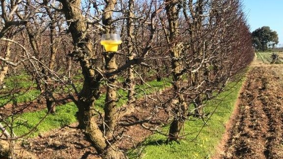 A fruit fly trap hangs from a bare tree in a field.