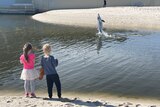 A little girl and a little boy stand on the shore of a river outlet, watching a dolphin as it flips through the water