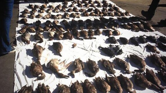 Dead ducks shot in Vic hunting season lined up outside the premier's office.jpg