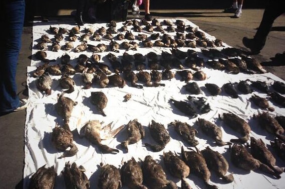 Dead ducks shot in Vic hunting season lined up outside the premier's office.jpg