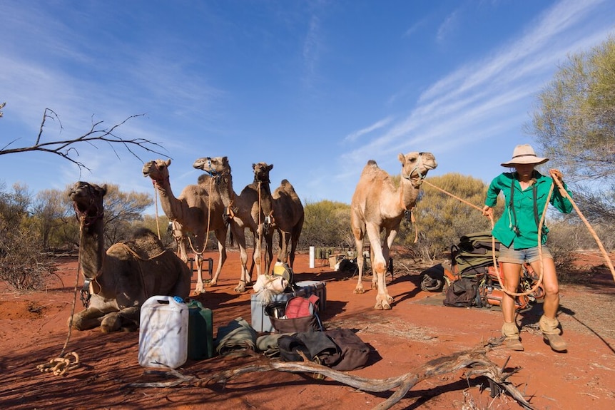 Five camels, four of which are standing, at a basic camp with handler Sophie Matterson