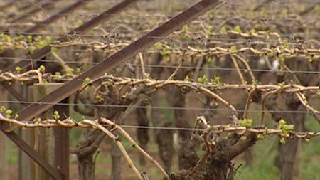 Rain that fell earlier in the month is still affecting dried fruit crops in north-west Victoria.