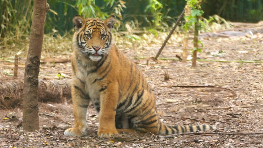 a tiger cub sitting next to a tree on dirt and bark