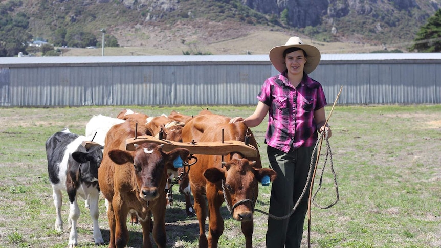 Young Tasmanian bullock driver Amy Eattes