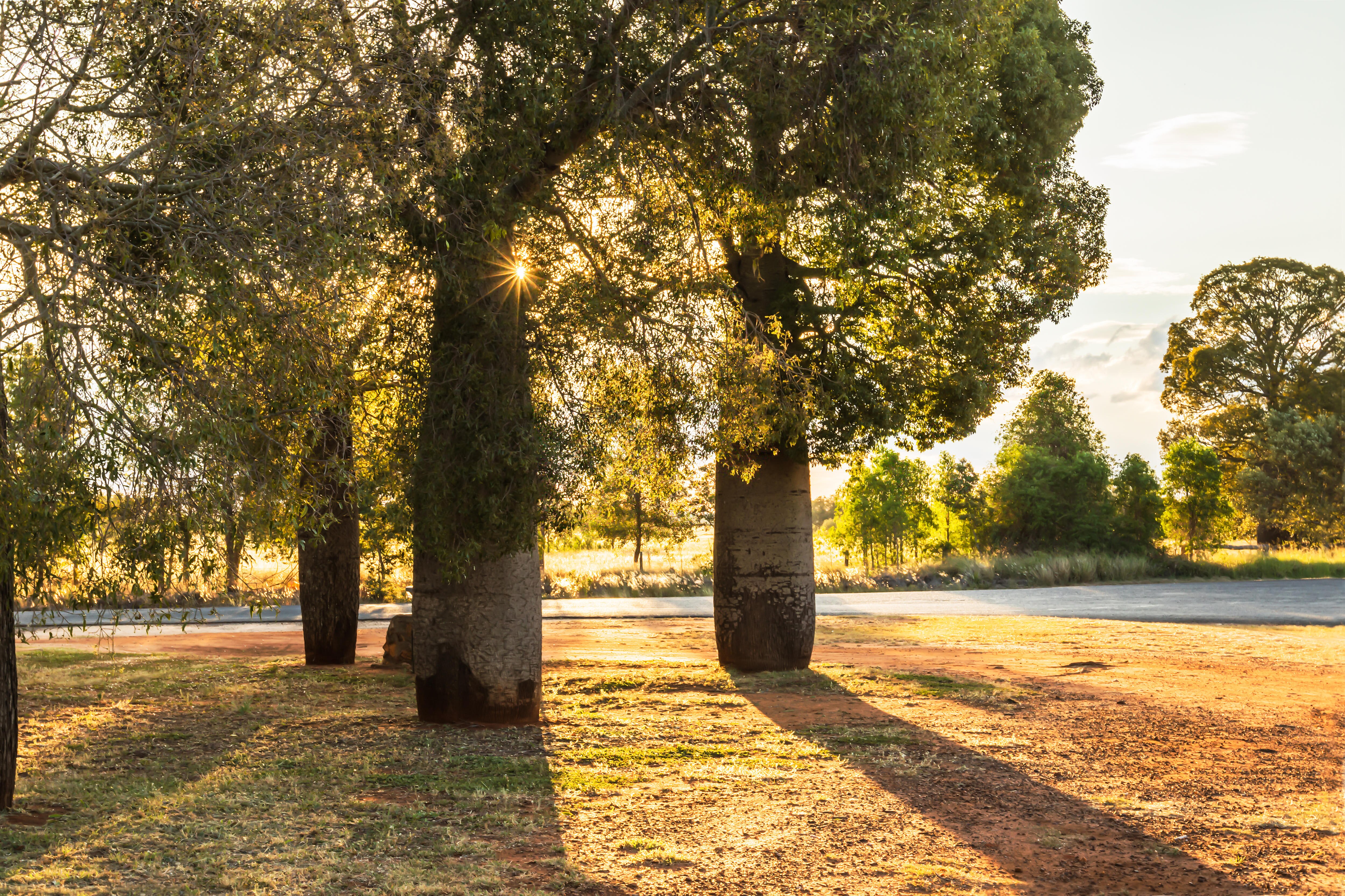 Bottle trees with long shadows in the late afternoon