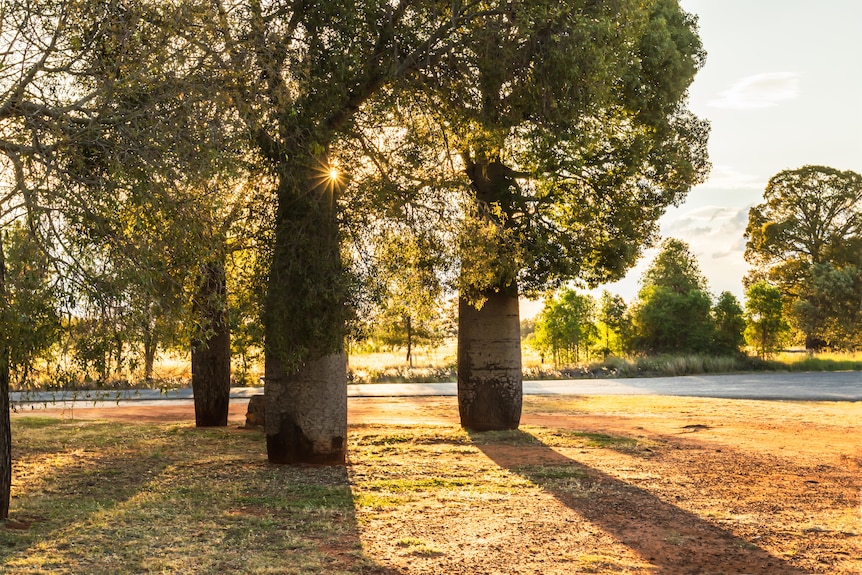 Bottle trees with long shadows in the late afternoon