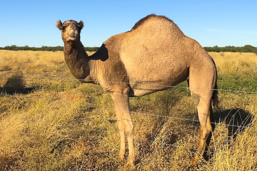 Two large camels on open grassland on a sunny day