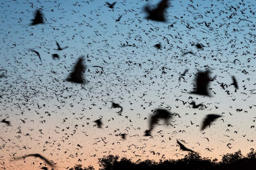 The silhouettes of hundreds of flying foxes fill the sky at dusk.