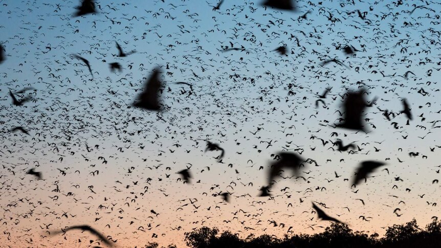 The silhouettes of hundreds of flying foxes fill the dusk sky near Herberton in far north Queensland.