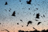 The silhouettes of hundreds of flying foxes fill the dusk sky.