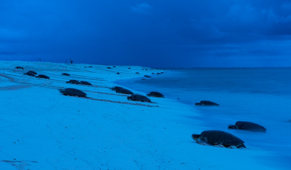 Gary Cranitch The man who captures Queensland's creatures great and