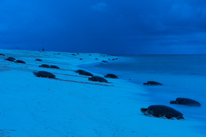 Scores of green turtles hauling themselves up a beach at night.