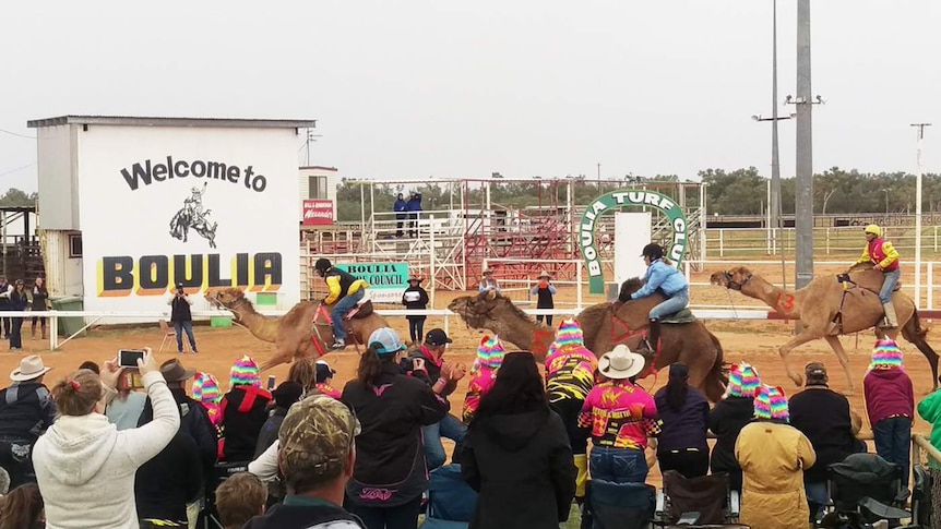 Camels running past the finishing post on Boulia racetrack