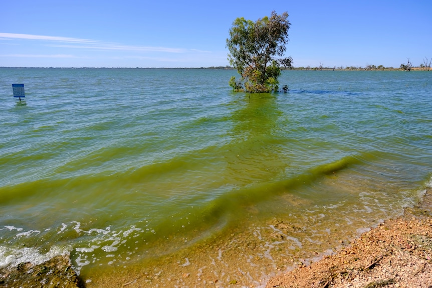 A big lake in flood with lime green water lapping the shore