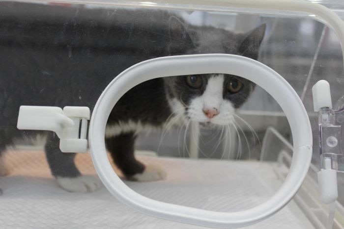 A black and white cat inside a piece of medical equipment.
