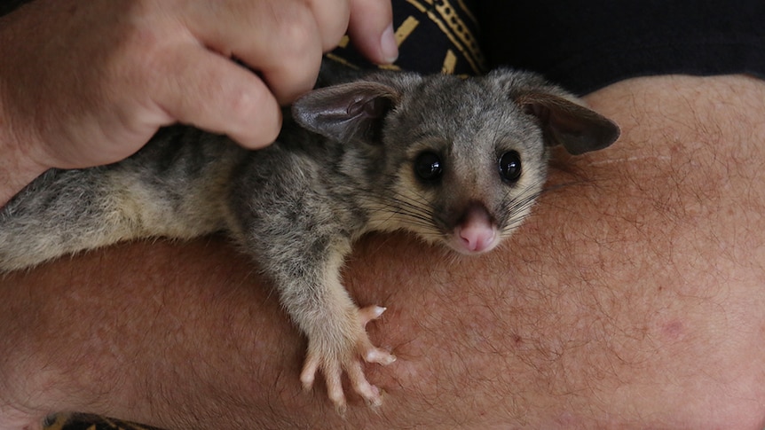 A juvenile brushtail possum sitting in the arms of a middle-aged man.