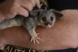 A juvenile brushtail possum sitting in the arms of a middle-aged man.