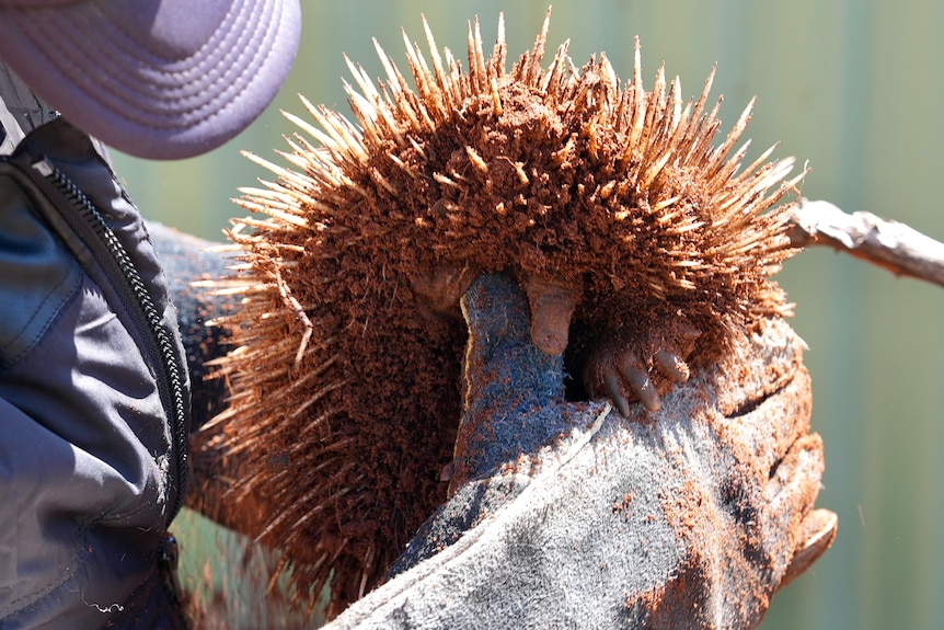 An adolescent echidna covered in dirt being held with protective gloves by a man