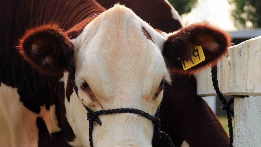 A show cow looks at the camera with some grain on his nose.