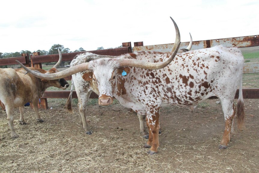 A Texas Longhorn looking a the camera